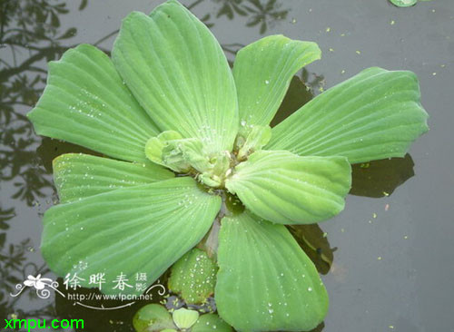 水浮莲,番萍(潮安,揭阳,澄海),浮萍(潮安,潮州,揭阳),水浮萍,番浮技