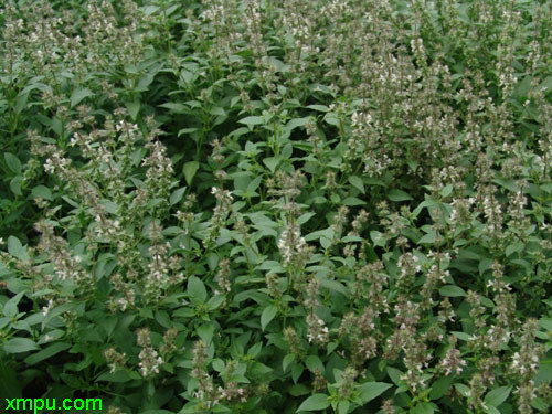 毛罗勒图片及毛罗勒种类