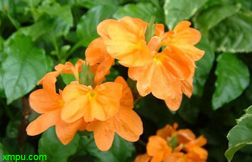 鸟尾花