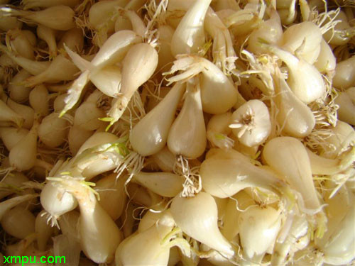 植物名称:藠头别名:茭头,薤白,野韭,野蒜,薤根,薤白头科属:百合科,葱