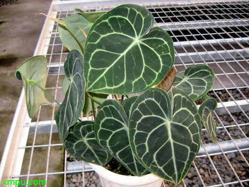 水晶花烛