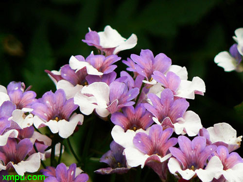 龙面花