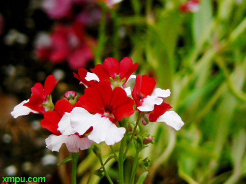 龙面花