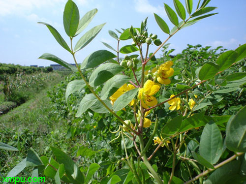 植物名称:蛇灭门别名:望江南,野决明,野扁豆,金豆子