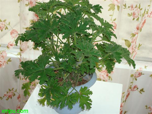 驱蚊香草