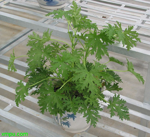 驱蚊香草