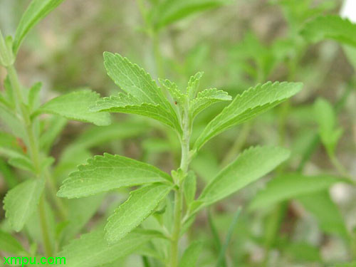 甜菊圖片及甜菊種類