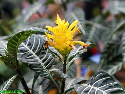 单药花
