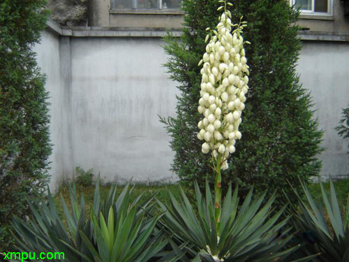 芦荟叶丝兰