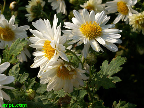 白花除虫菊