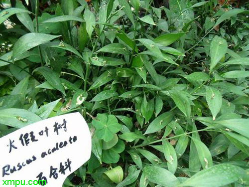 假叶树
