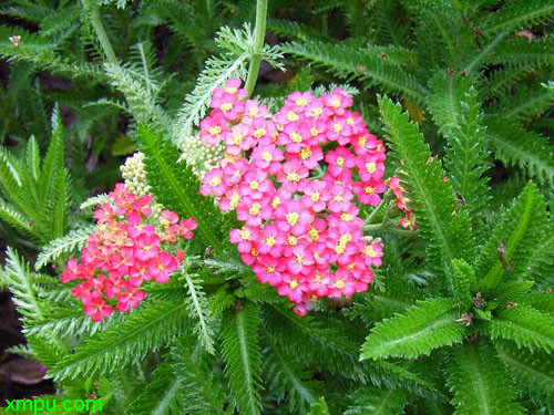 西洋蓍草