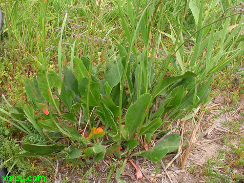 大叶补血草图片及大叶补血草种类