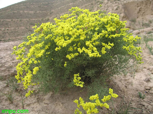 黄花矶松