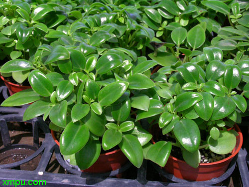 椒草图片及椒草种类