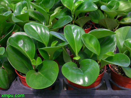 椒草图片及椒草种类