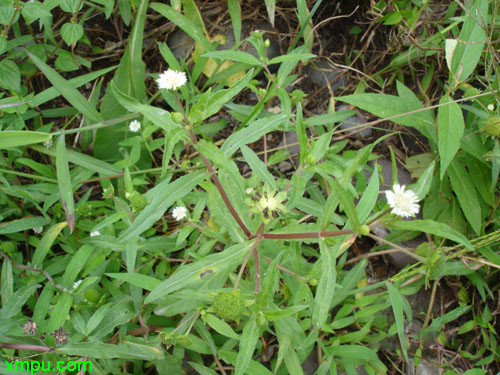 旱莲草图片及旱莲草种类