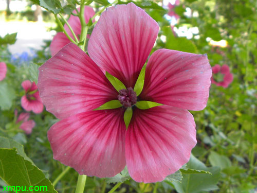 马络葵图片及马络葵种类