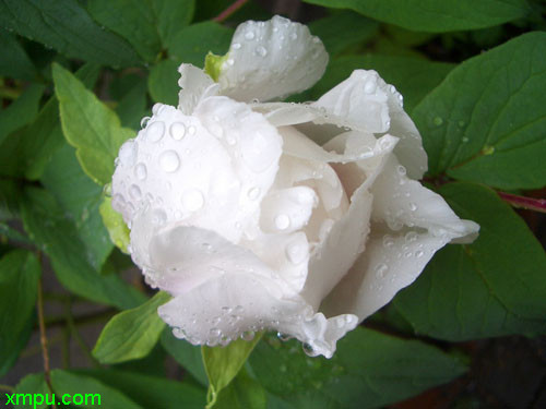 白芍药