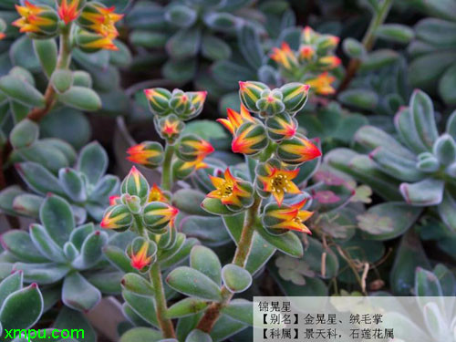 锦晃星