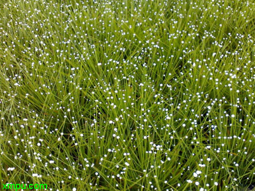 谷精草