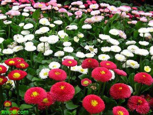 雏菊