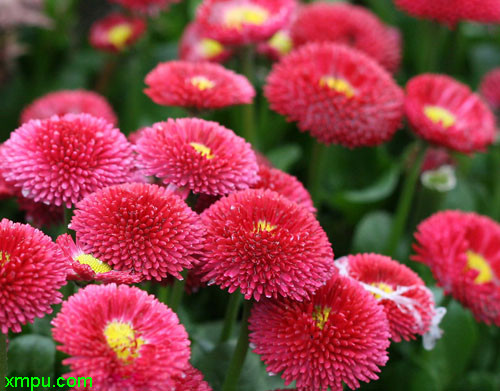 雏菊
