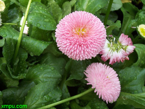雏菊
