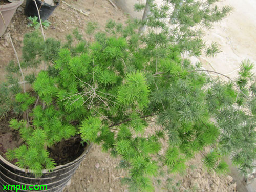 松竹草