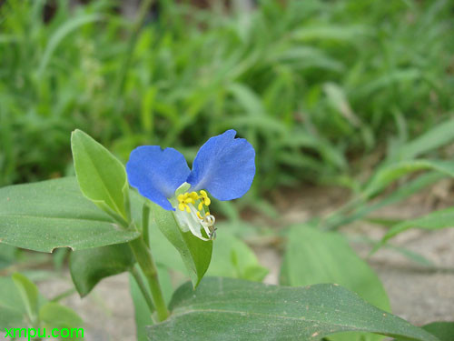 植物名稱:蘭花草別名:竹葉草,鴨跖草,翠蘆莉英文名稱:commelina科屬