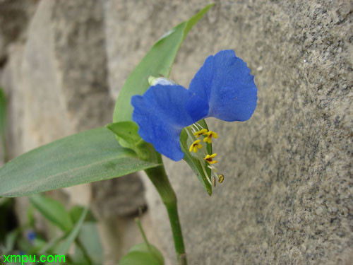 兰花草