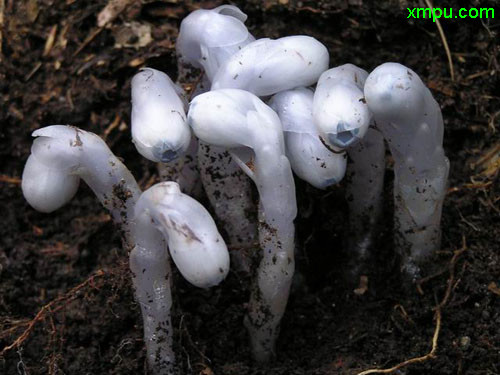 水晶兰