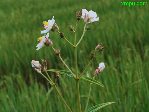 白蚂蚁花