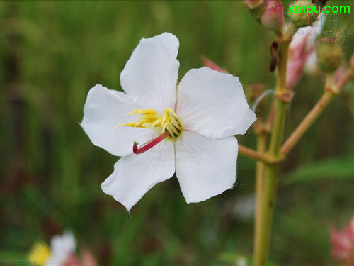 白蚂蚁花