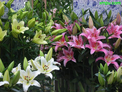 香水百合 