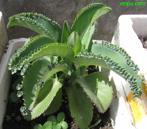 落地生根