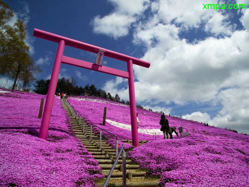 芝樱 