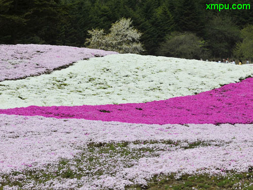 芝樱 