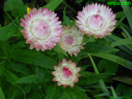 蜡菊