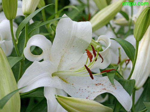 白百合 