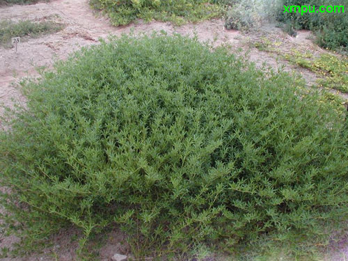 格拉姆柱花草