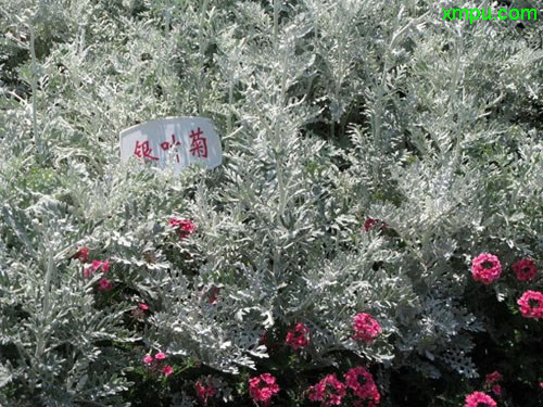 银叶菊