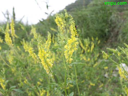 草木樨