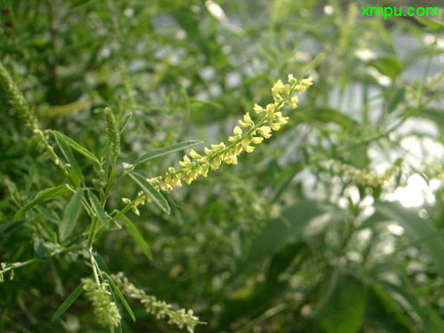 草木樨