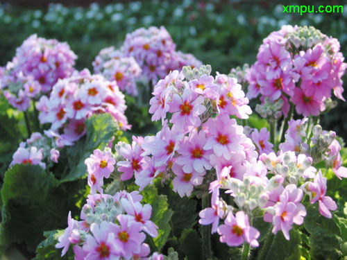 樱花草图片_樱花草种植_樱花草种类-动植物