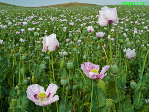 鸦片罂粟图片_鸦片罂粟种植_鸦片罂粟种类-动植物