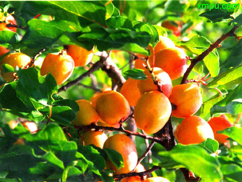 巴旦杏果树