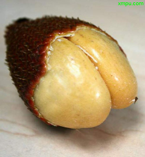 蛇皮果
