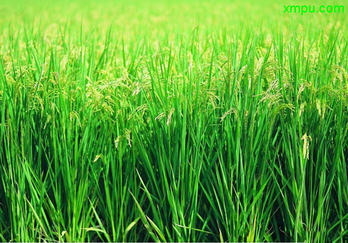 植物名称:水稻别名:未脱皮地--稻,稻谷,谷子;脱皮地--大米,米脱去稻壳