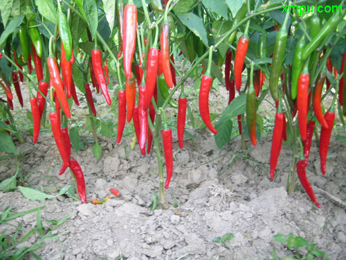 辣椒